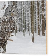 Ural Owl In The Snow Wood Print