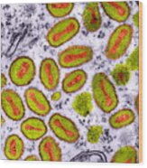 Vaccinia Viruses, Tem Wood Print