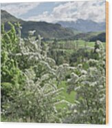 Valleys And Meadows Of New Zealand. Springtime. Queenstown Area. Wood Print