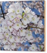 Vancouver 2017 Spring Time Cherry Blossoms - 9 Wood Print
