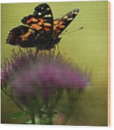 Vanessa Virginiensis American Lady Butterfly Wood Print