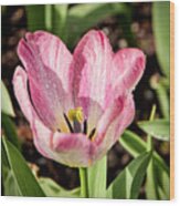 Variegated Tulip Wood Print