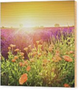 Vender Flower Field Landscape At Sunset. Summer Wood Print