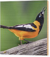 Venezuelan Troupial Wood Print