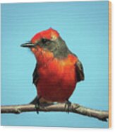 Vermilion Flycatcher - Pyrocephalus Rubinus Wood Print