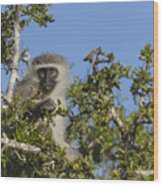 Vervet Monkey Perched In A Treetop Wood Print