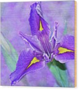 Vibrant Iris On Purple Bokeh By Kaye Menner Wood Print
