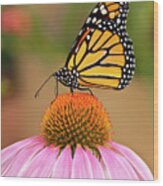 Monarch Butterfly On A Purple Coneflower Wood Print