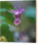 View Of A Mountain Orchid Wood Print