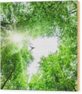 View Through Tree Canopy With Bird Soaring Wood Print