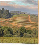 Vineyard In Dry Creek Valley, Sonoma County, California Wood Print