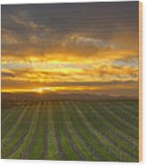 Vineyard Sunset Wood Print