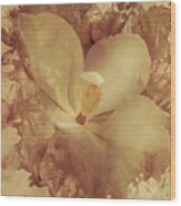 Vintage Paper Magnolia Wood Print