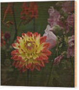 Vintage Sunstar Dahlia Wood Print