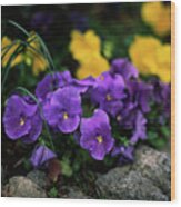 Violet And Yellow Pansies Wood Print