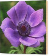 Violet Anemone Wood Print