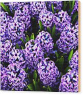 Violet Hyacinth Wood Print