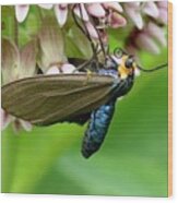 Virginia Ctenucha Moth Wood Print