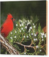 Virginia State Bird Wood Print
