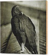 Vulture Wood Print