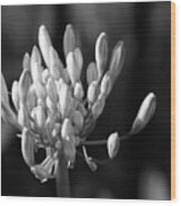 Waiting To Blossom Into Beauty - Bw Wood Print