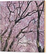 Walking Beneath Giant Cherry Blossom Wood Print