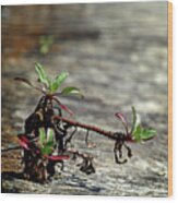 Wall Vegetation Wood Print