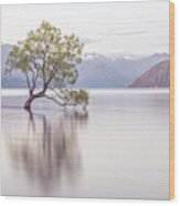 Wanaka Tree Wood Print