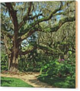 Washington Oaks Gardens Wood Print