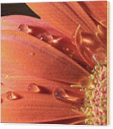 Water Drops On Colorful Flower Petals Wood Print