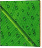 Water Drops On Palm Leaf Wood Print