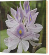 Water Hyacinth Wood Print