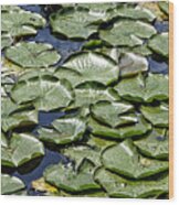 Water Lilies Wood Print