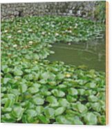 Water Lilies In The Moat Wood Print