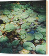 Water Lillies Wood Print