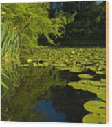 Water Lillies Wood Print