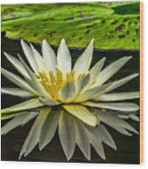 Water Lily 15-3 Wood Print