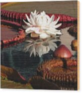 Water Lily And Platters - Square Format Wood Print
