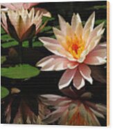 Water Lily In Sunshine Wood Print