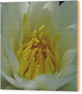 Water Lily Wood Print