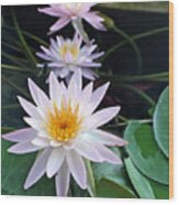 Water Lily Line Wood Print