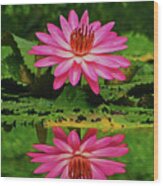 Hot Pink Water Lily Reflection Wood Print