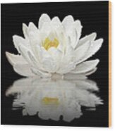 Water Lily Reflections On Black Wood Print