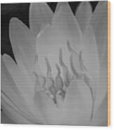 Water Lily Soft Monochrome Wood Print