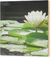 Water Lily - Sunny Sunday Morning 03 Wood Print