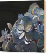 Watercolor Blue Hydrangea Blossoms 1203 W_2 Wood Print