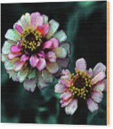 Watercolor Pink Zinnias And Smoke 2227 W_2 Wood Print