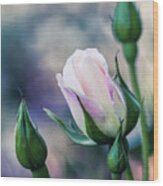 Watercolor Rose Wood Print