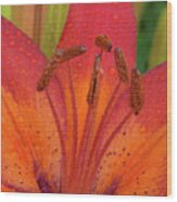Watered Lily Wood Print