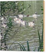 Waterfowl At The Park Wood Print